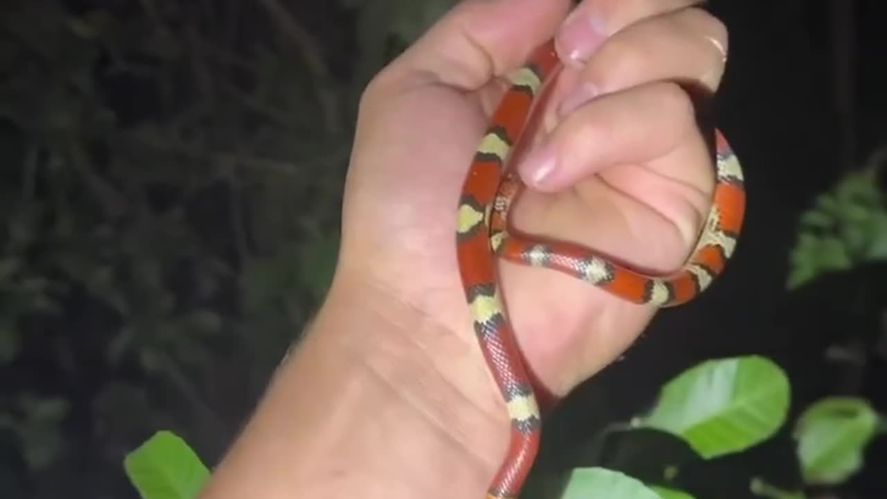 Finding anaconda in Amazon Everglades