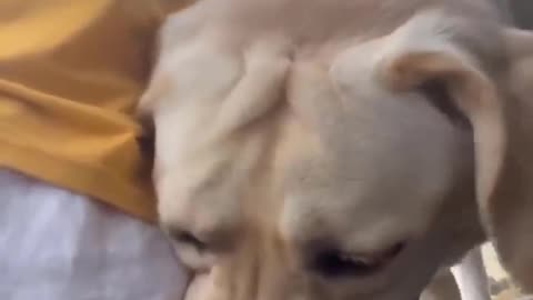 CAT AND DOG CUTENESS THAT MAKES YOU LAUGH