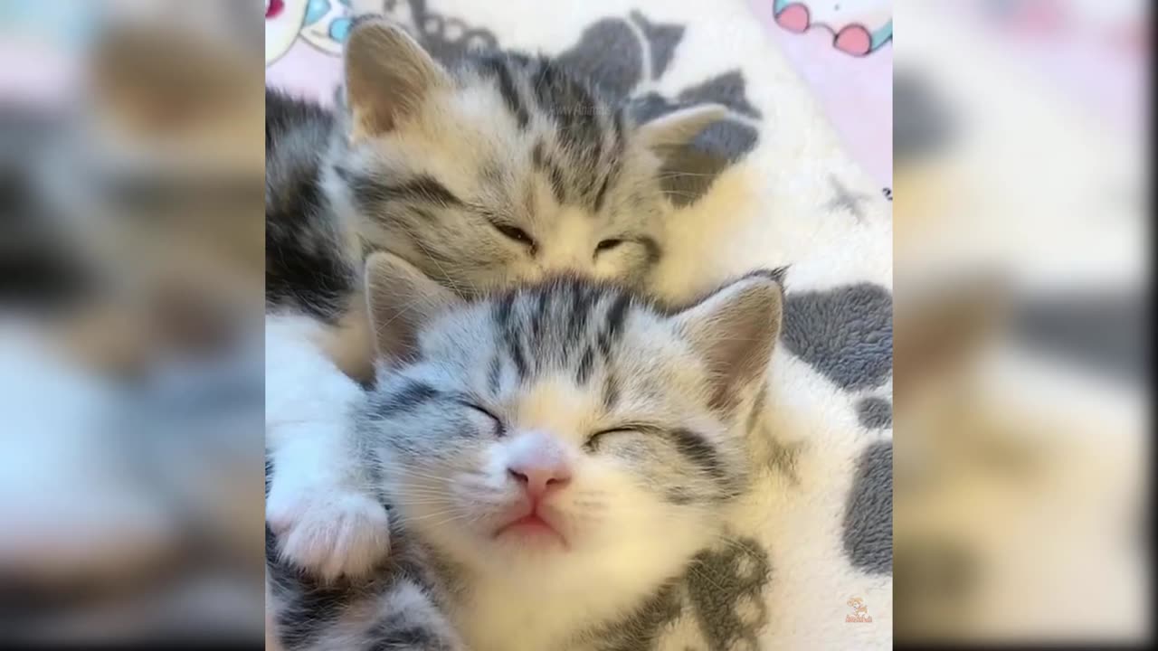 Cute and Funny Cat videos😻