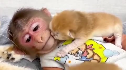 So funny 🤣🤪 cat🐈 monkey 🐒 short video