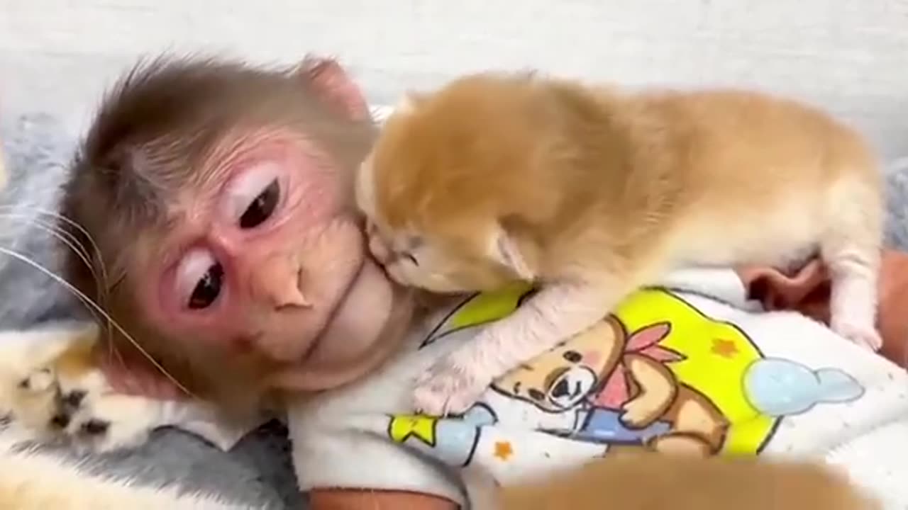 So funny 🤣🤪 cat🐈 monkey 🐒 short video