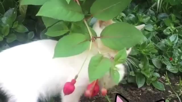 Funny cat’s going crazy over wild fruits # crazy 😜 cat