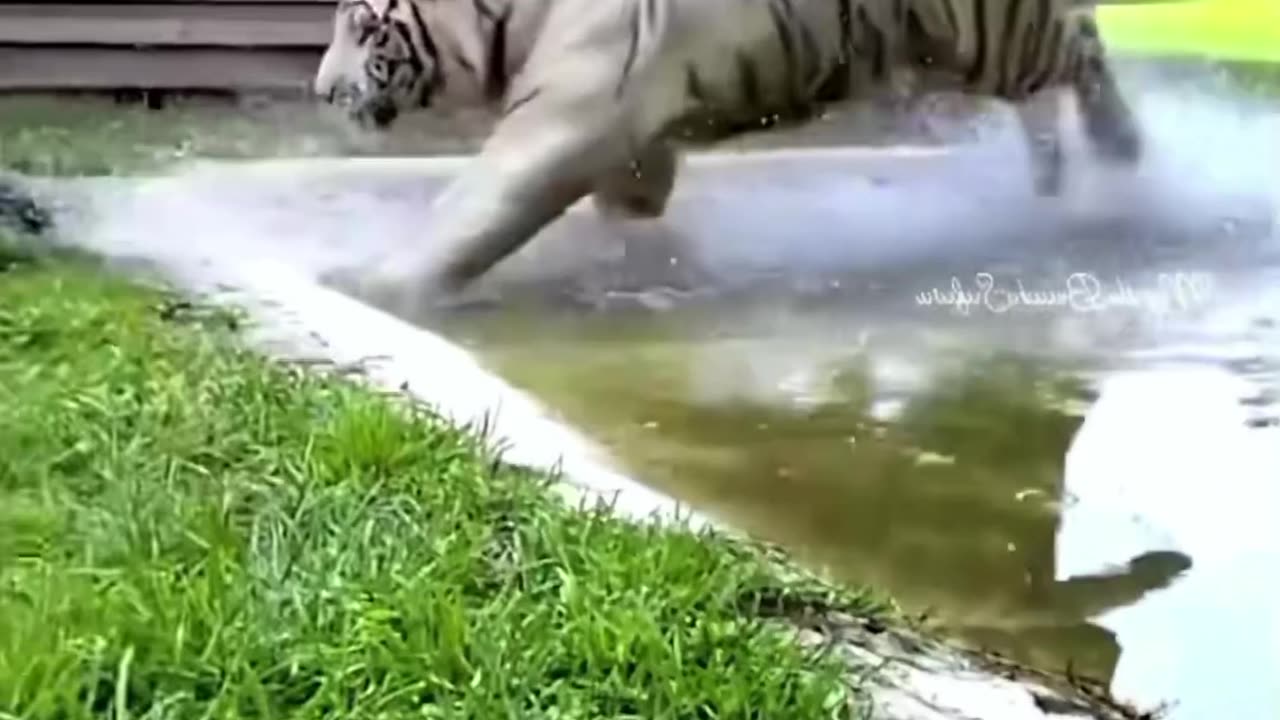 tiger attacked men