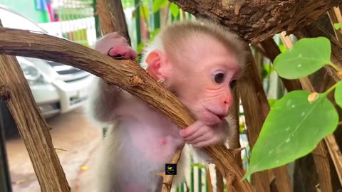 Cute monkey baby video 🐒🙂