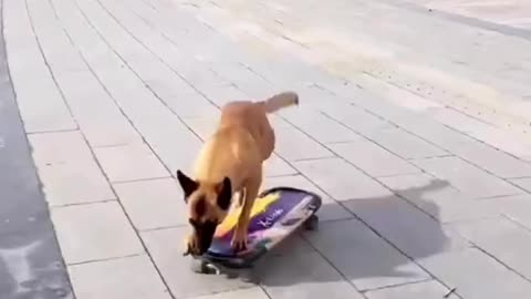 Dog scating on the road