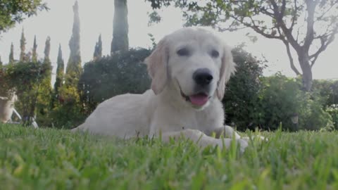 This little Sweet Doggy is resting on the Field Grass anEnjoying the Sun