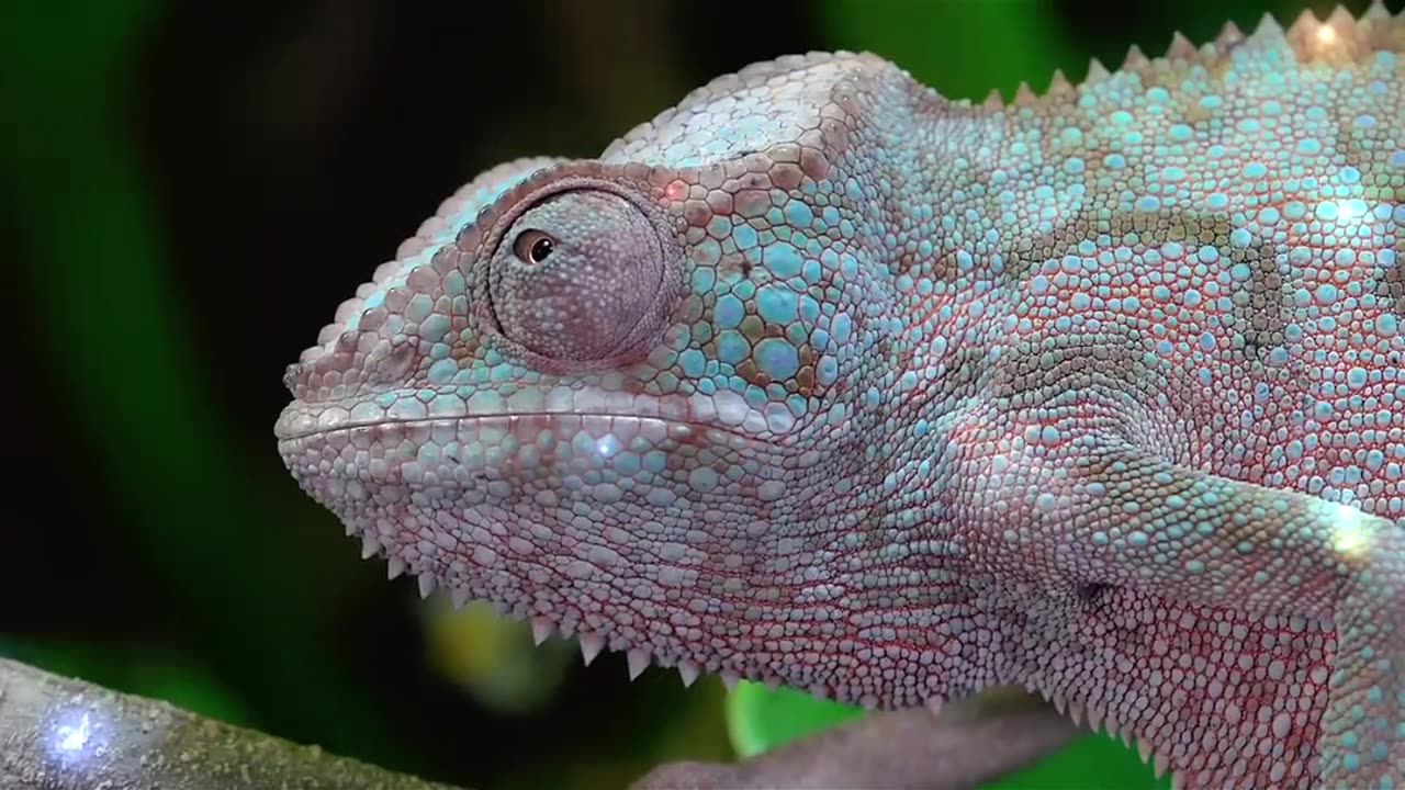 Chameleon Care Guide in Under a Minute