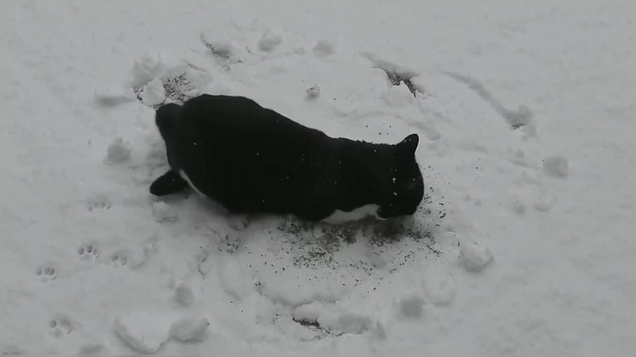 Cat Enjoying Catnip In the Snow