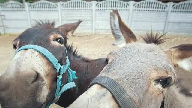 funny donkeys