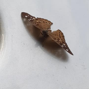 The wings of a Butterfly