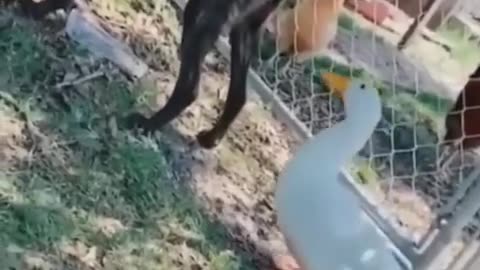 Funniest cats and dogs video's