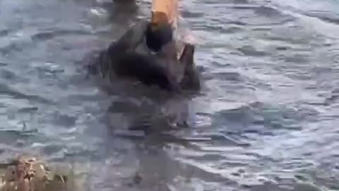 dude jumping between posts over water regrets his life choices.