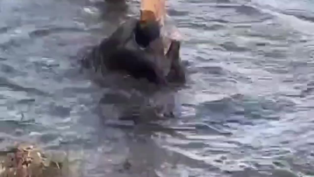 dude jumping between posts over water regrets his life choices.