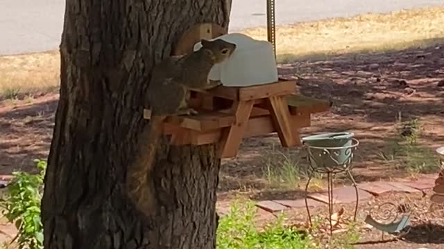 Cool Squirrel