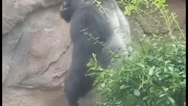 Gorilla so happy