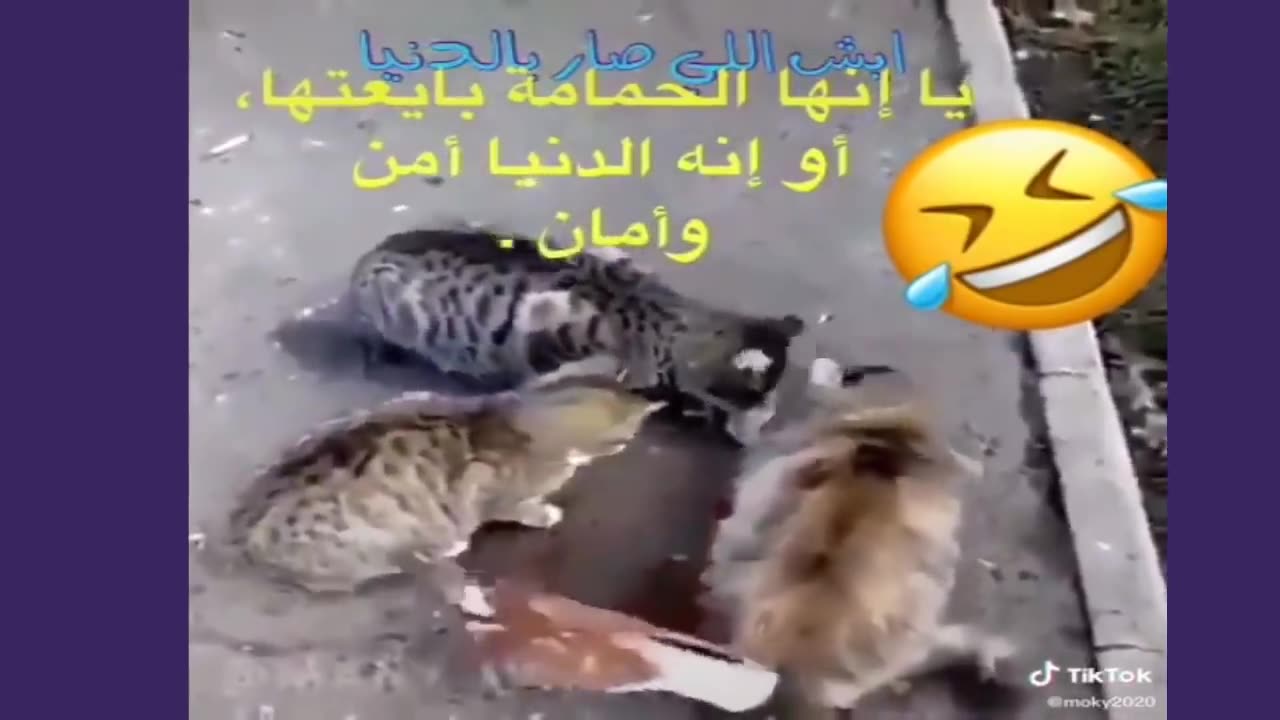 Funniest Cats And Dogs Videos 😁 - Best Funny Animal Videos 2023 😅 #12