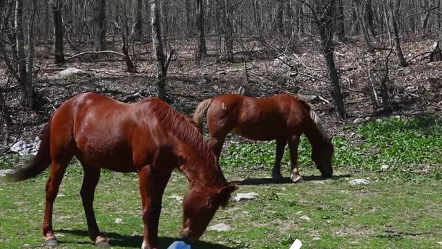 HUGE HORSES