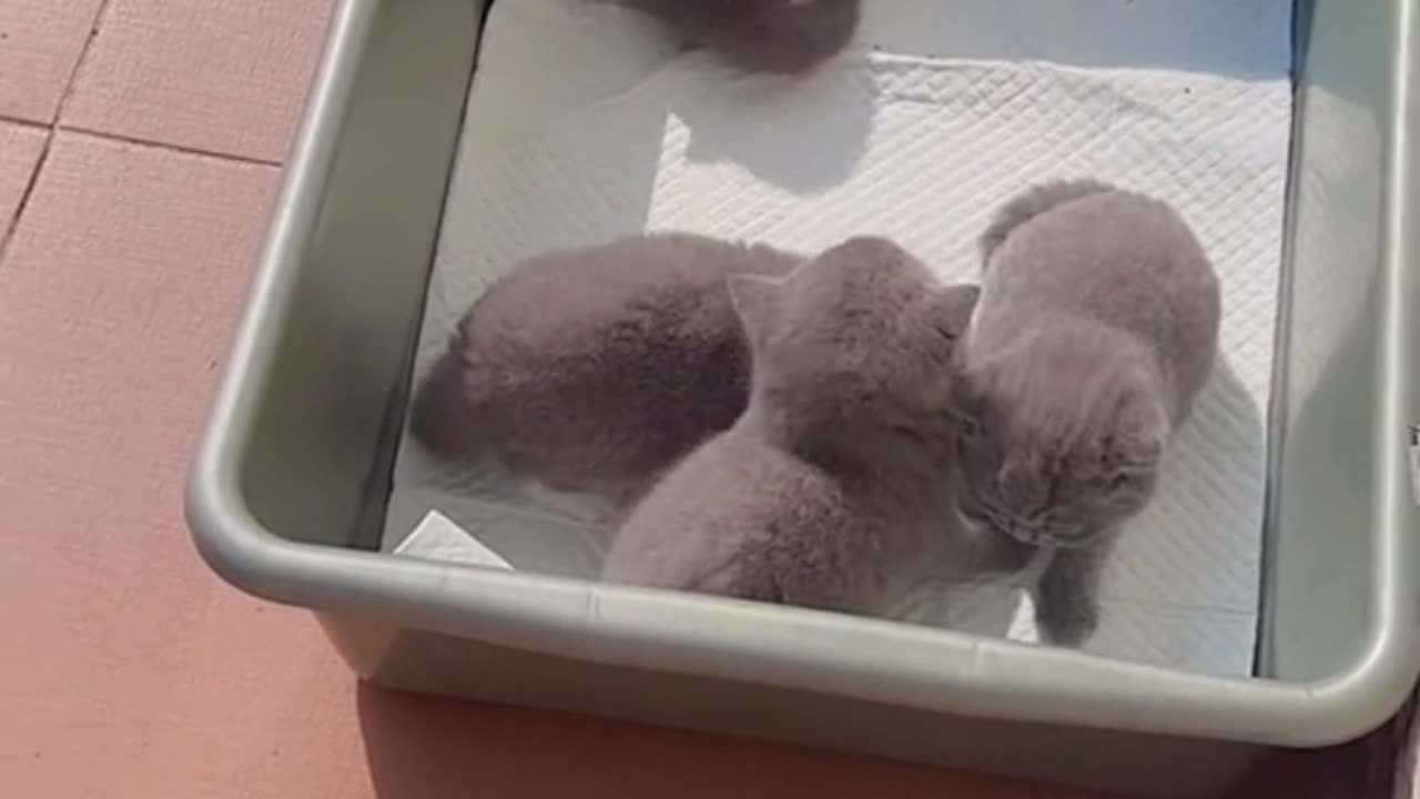 the cuteness of a baby cat that is only 1 week old when it is dried