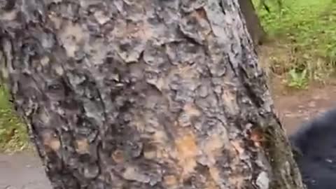 Cute funny tik tok animals that will make you happy everyday #cute #dog #cat #happiness