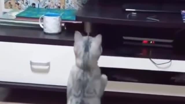 Cute Cat snaps a flying drone