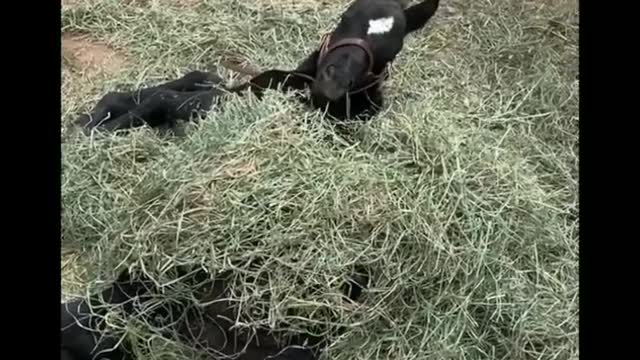 Funny and Cute Horses That Will Change Your Mood For Good
