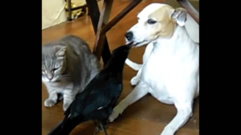 Gif video of crow giving food to your friends