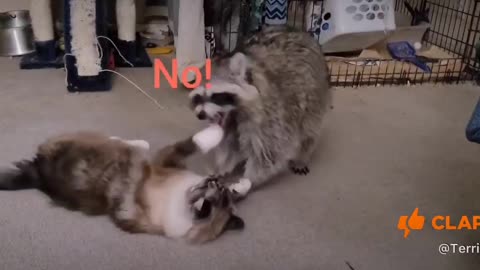 Raccoon and Cat antagonize one another