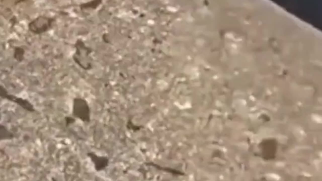 funny videos