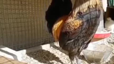 A tired Rooster who gave it everything funny