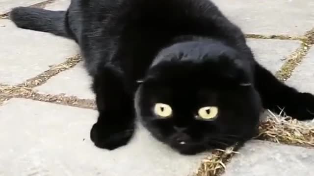 Petcat doubles your joys, and divides your sorrows.