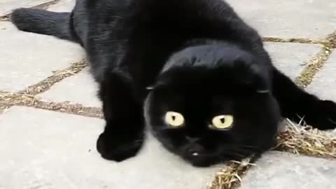 Petcat doubles your joys, and divides your sorrows.