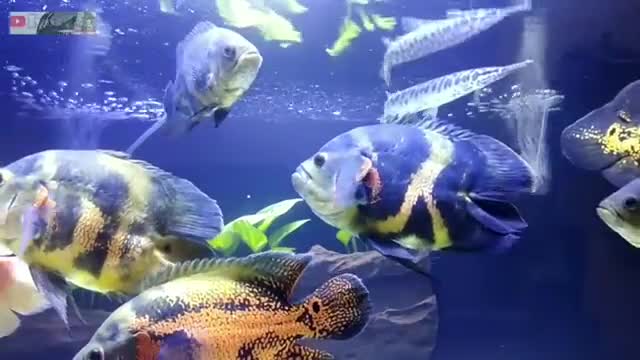 calm water in an aquarium