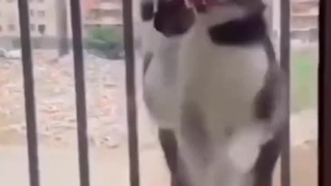 Funniest dog and cat video