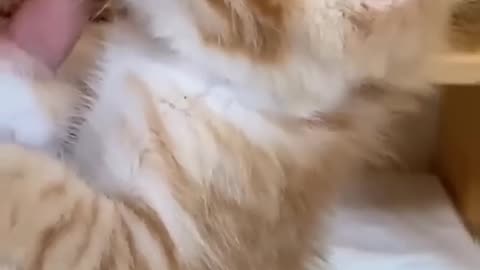 cats doing pretty things