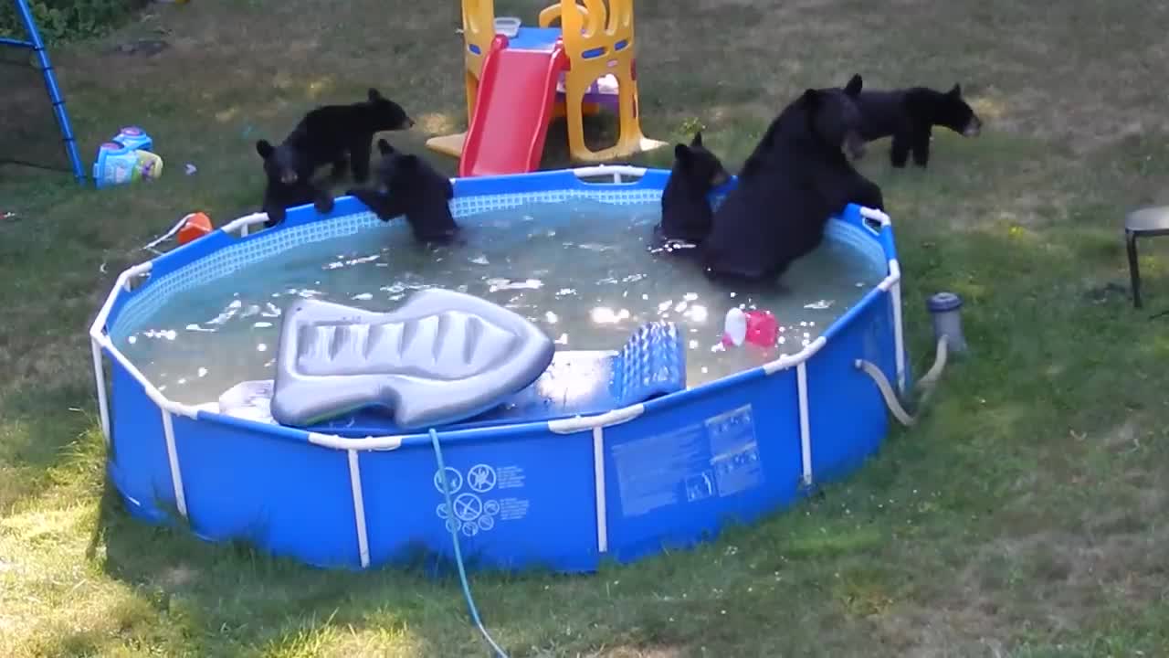 A bear family takes a dip in our pool - Part II