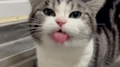 A funny cat