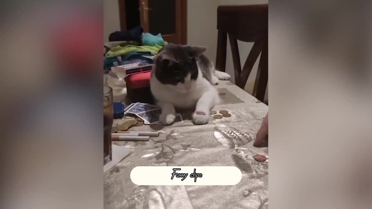 Funny cat 🐱 intelligent cat 1M plus views😦