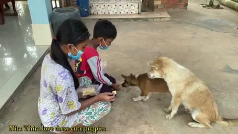 Lovely Puppy - Mum Having Yummy Toast - Nita Thira Feed Cute Dogs - Smart Pets