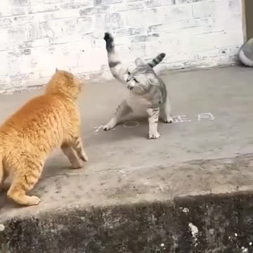Cat_fight_👑_😍_🐱💥🐱🎇#animals_#funnyvideo_#shorts_#watch(720p)