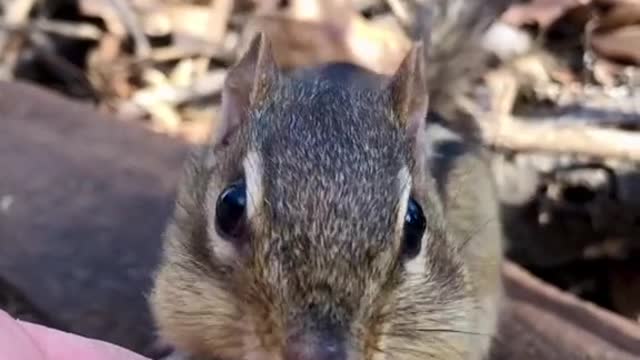 It’s official all of my chipmunks are back, great to see you SpongeBob