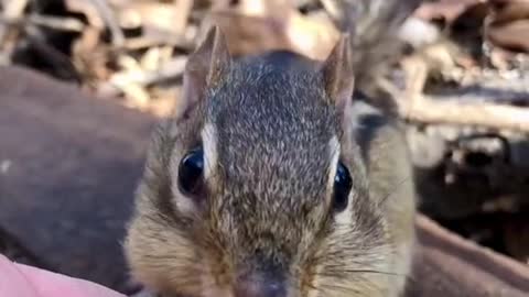 It’s official all of my chipmunks are back, great to see you SpongeBob