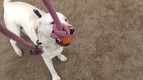 Labrador playing with ball