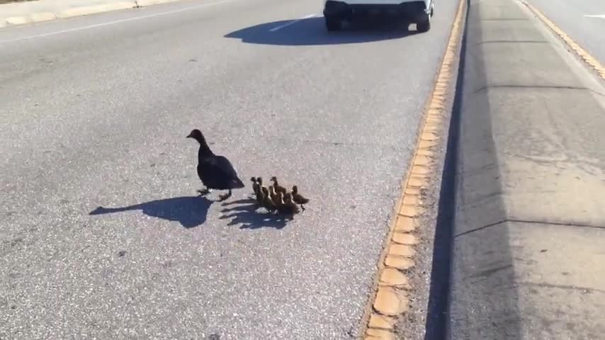 😯Very Cute Ducklings Trying to Cross Road
