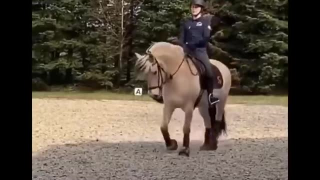 Horse SOO Cute! Cute And funny horse Videos Compilation cute moment #22