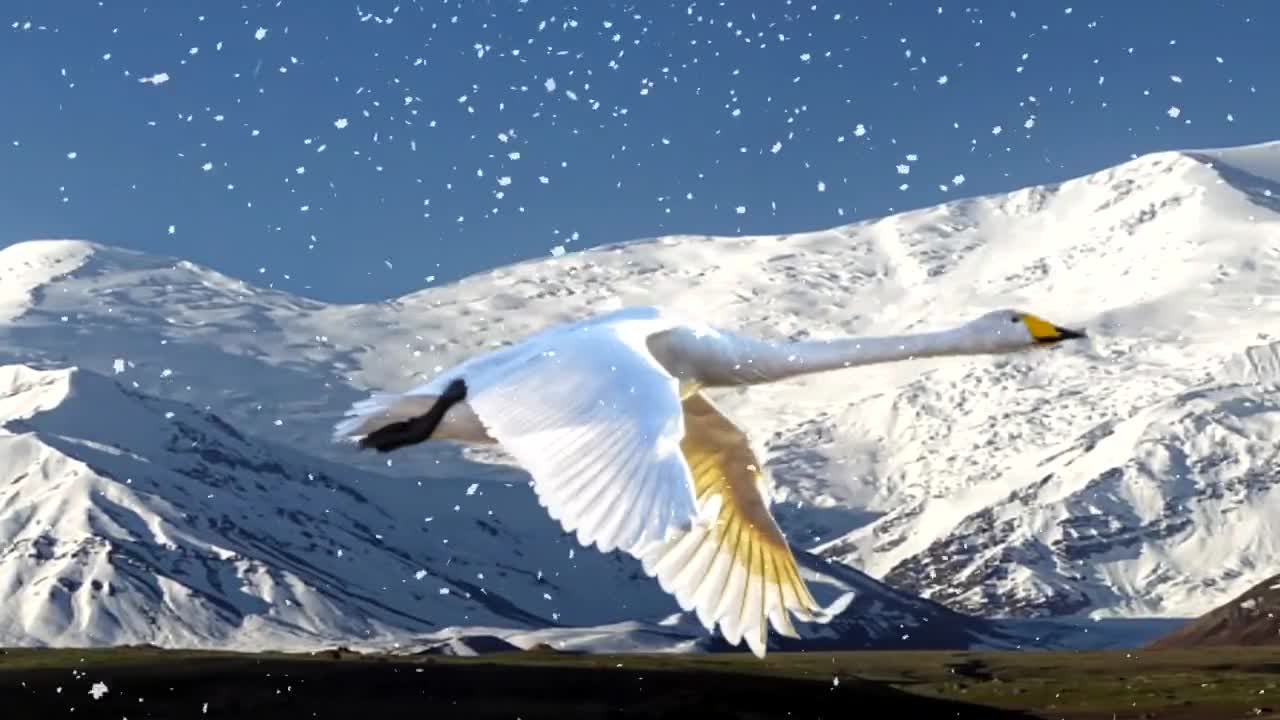 Goose Bird Nature Animal Mountains The Migration