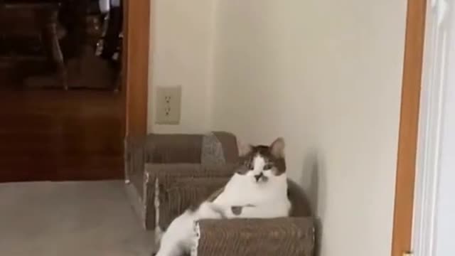Kitty Comedy: A Laugh-Out-Loud Cat Video Showcase