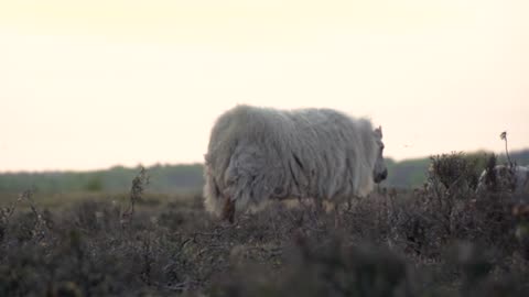 Cute Animal and nature in earth