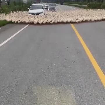 Un ' auto attiva il 5G e la reazione degli animali .... ci girano intorno...