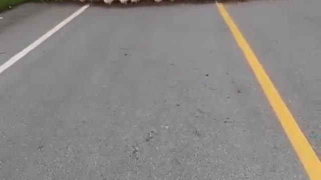 Un ' auto attiva il 5G e la reazione degli animali .... ci girano intorno...