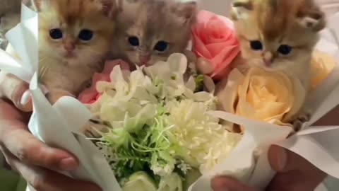 cat funny
